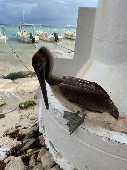 Apartmán Blue Angel 21 A Unos Pasos De La Playa Y La 5 Av Playa del Carmen Mexiko